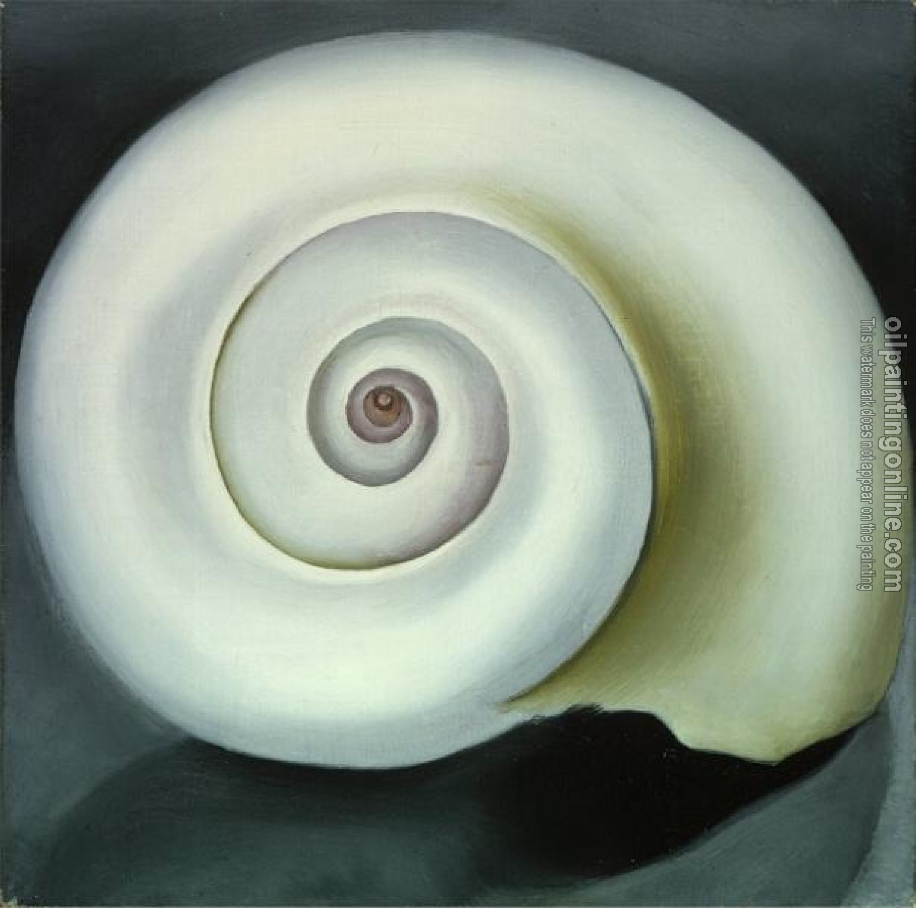 O Keeffe, Georgia - Shell